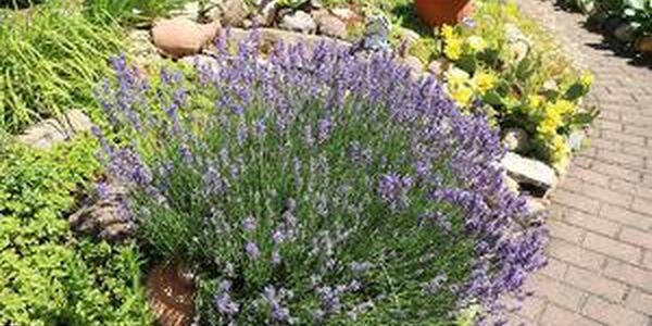 drought tolerant plants